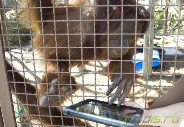 Орангутанги начинают учиться с iPad